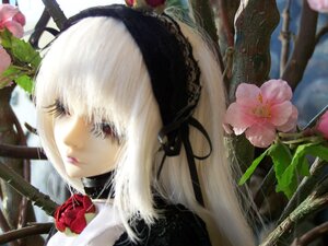 Rating: Safe Score: 0 Tags: 1girl bangs black_ribbon blurry blurry_background closed_mouth depth_of_field doll flower hairband lace lips long_hair plant ribbon solo suigintou white_hair User: admin