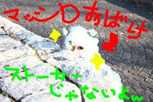 Rating: Safe Score: 0 Tags: 1girl blurry flower kirakishou photo solo star_(symbol) white_hair User: admin