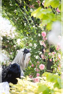 Rating: Safe Score: 0 Tags: 1girl bangs black_dress blurry closed_mouth day depth_of_field dress flower long_hair long_sleeves outdoors pink_flower profile ribbon silver_hair solo suigintou User: admin