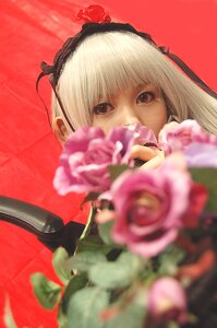 Rating: Safe Score: 0 Tags: 1girl bangs blurry blurry_foreground depth_of_field flower hairband holding looking_at_viewer motion_blur pink_flower pink_rose red_background rose solo suigintou User: admin