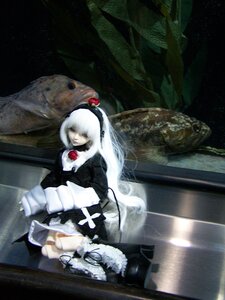 Rating: Safe Score: 0 Tags: 1girl doll dress frills long_hair sitting solo suigintou User: admin