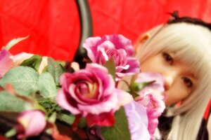 Rating: Safe Score: 0 Tags: 1girl blurry blurry_background blurry_foreground bouquet depth_of_field flower hairband looking_at_viewer photo pink_flower pink_rose rose solo suigintou white_hair User: admin