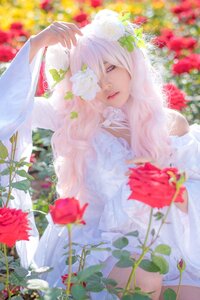Rating: Safe Score: 0 Tags: 1girl blurry depth_of_field dress flower hair_over_one_eye kirakishou lips long_hair looking_at_viewer one_eye_covered parted_lips pink_hair purple_eyes red_flower rose solo veil white_dress User: admin