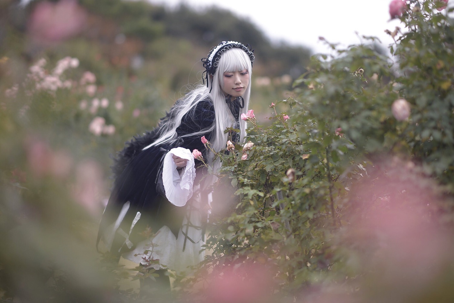 1girl bangs black_dress blurry blurry_background depth_of_field dress flower hairband holding long_hair long_sleeves silver_hair sitting solo suigintou very_long_hair